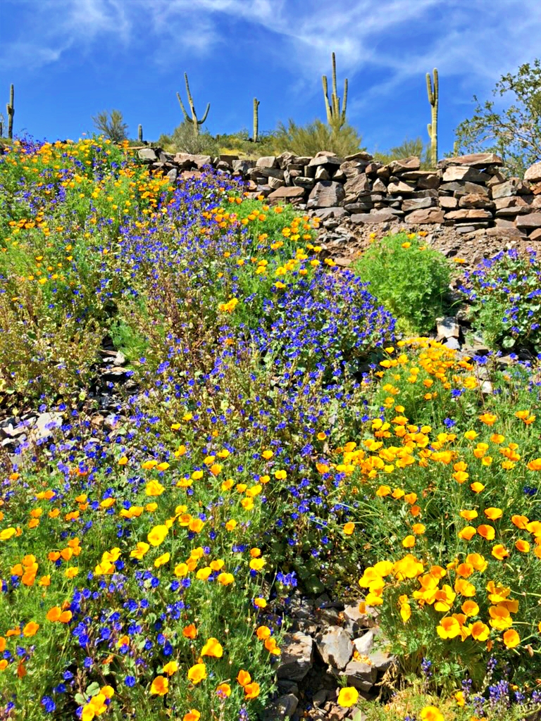 Poppies and lupines dotting up a hill in Cave Creek Arizona. There are saguaro cacti at the top of the hill and a blue sky.