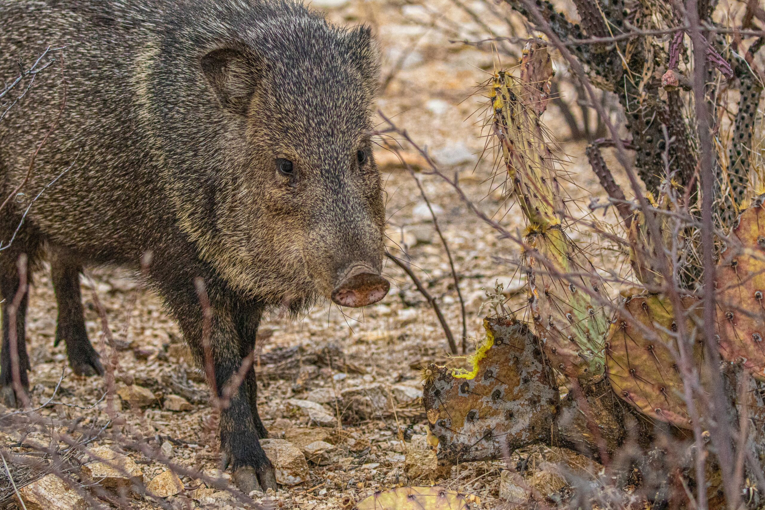 Javelina standing in desert next to prickly pear cactus.