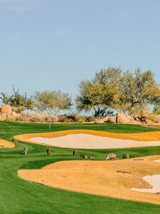 Javelinas crossing the desert golf course at Mirabel in North Scottsdale