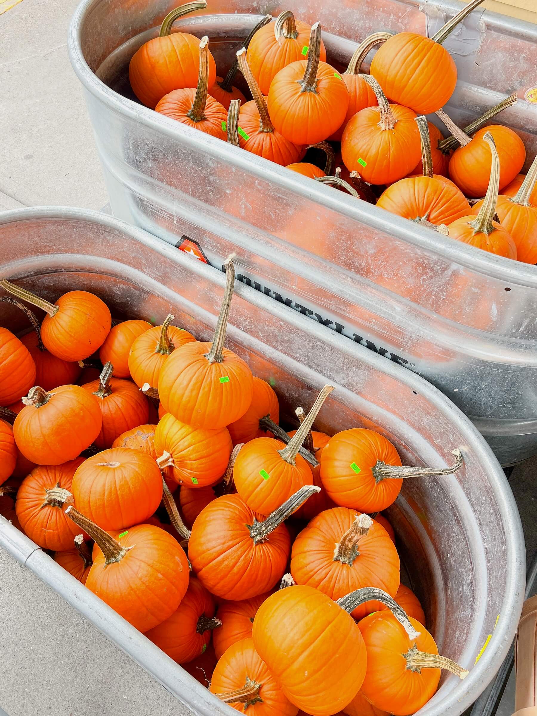 Colorful orange pumpkins in metal tubs at MacDonald’s Ranch Pumpkin Patch near Cave Creek, Arizona